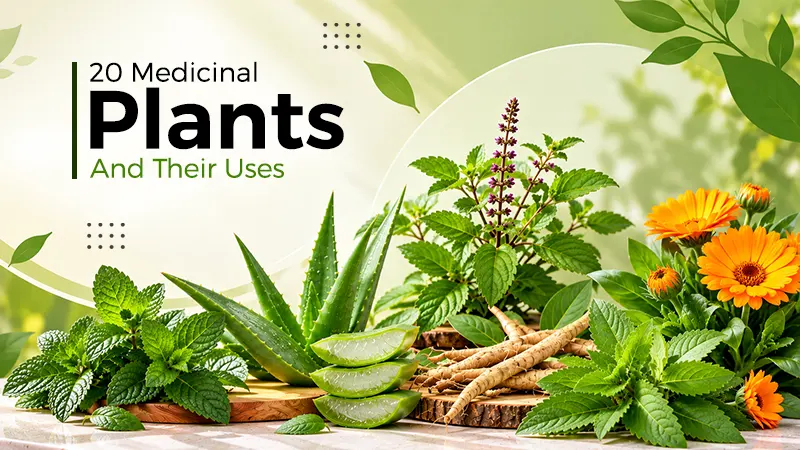 20 Medicinal Plant Names: Uses And Properties