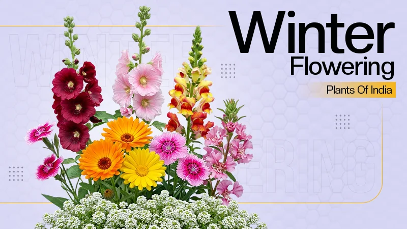 15 Winter Flowering Plants Of India: Meaning, Growth, and Care